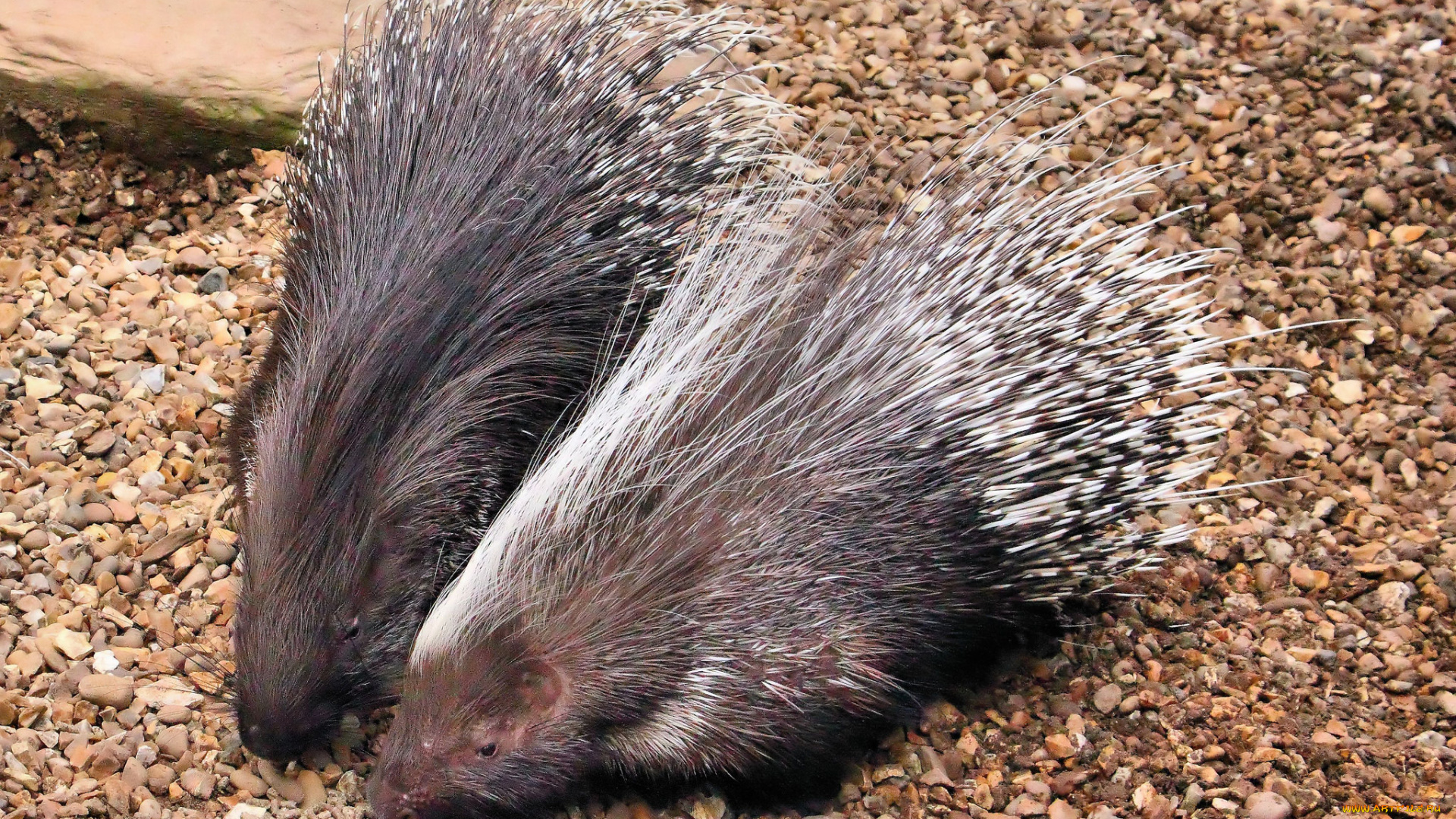 животные, дикобразы, иглы, колючки