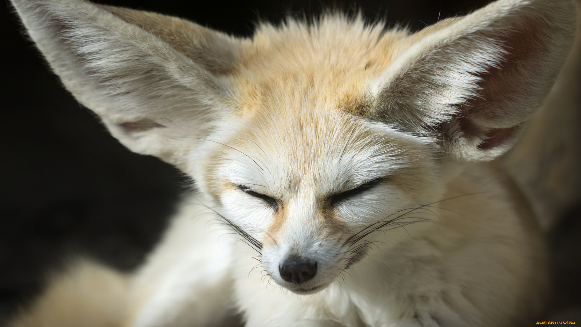 животные, фенеки, лисичка