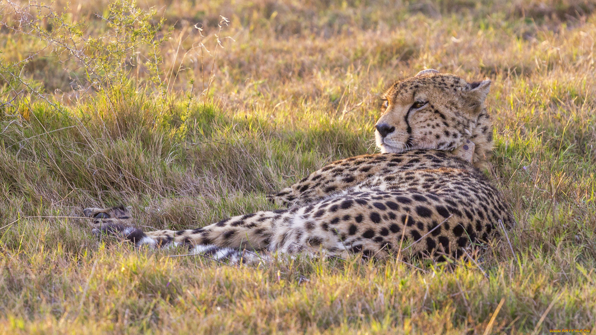 животные, гепарды, хищник