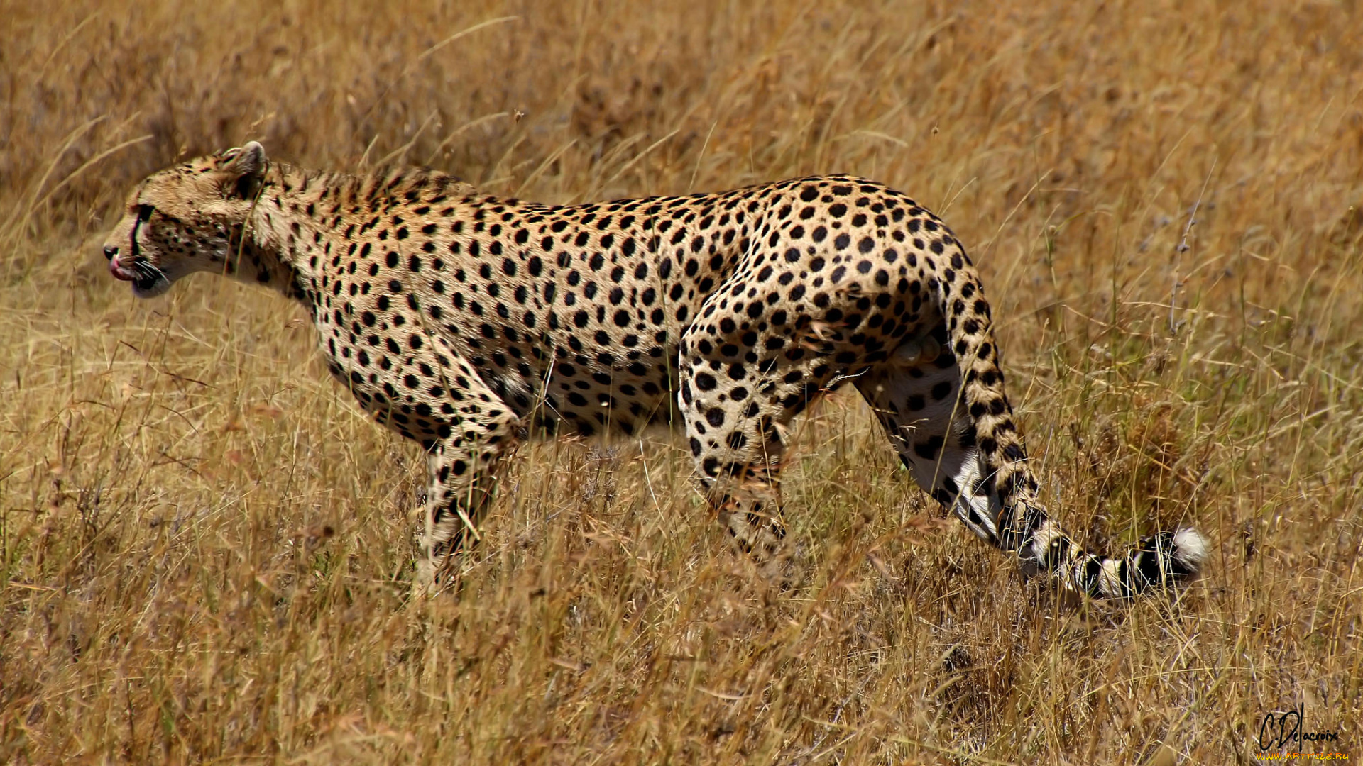 животные, гепарды, хищник