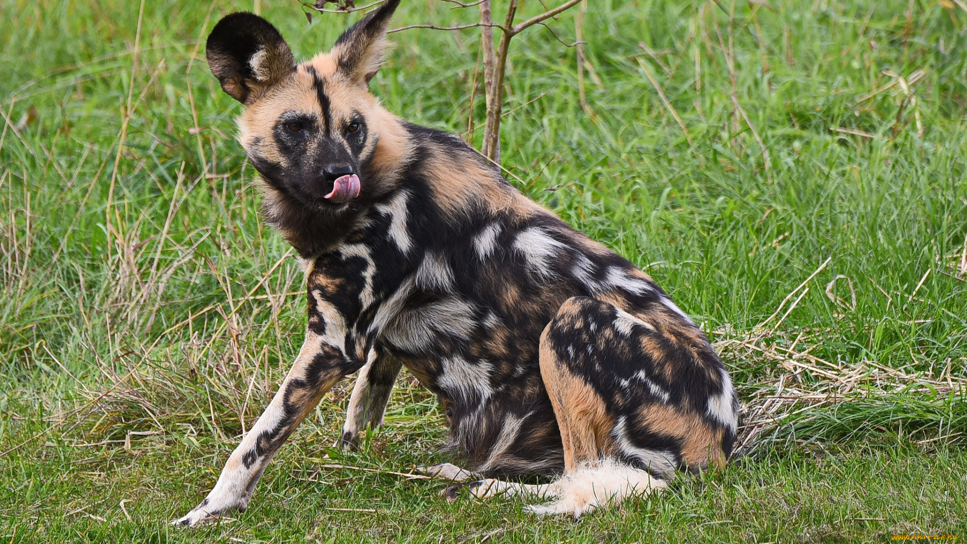 животные, гиены, , гиеновые, собаки, хищник