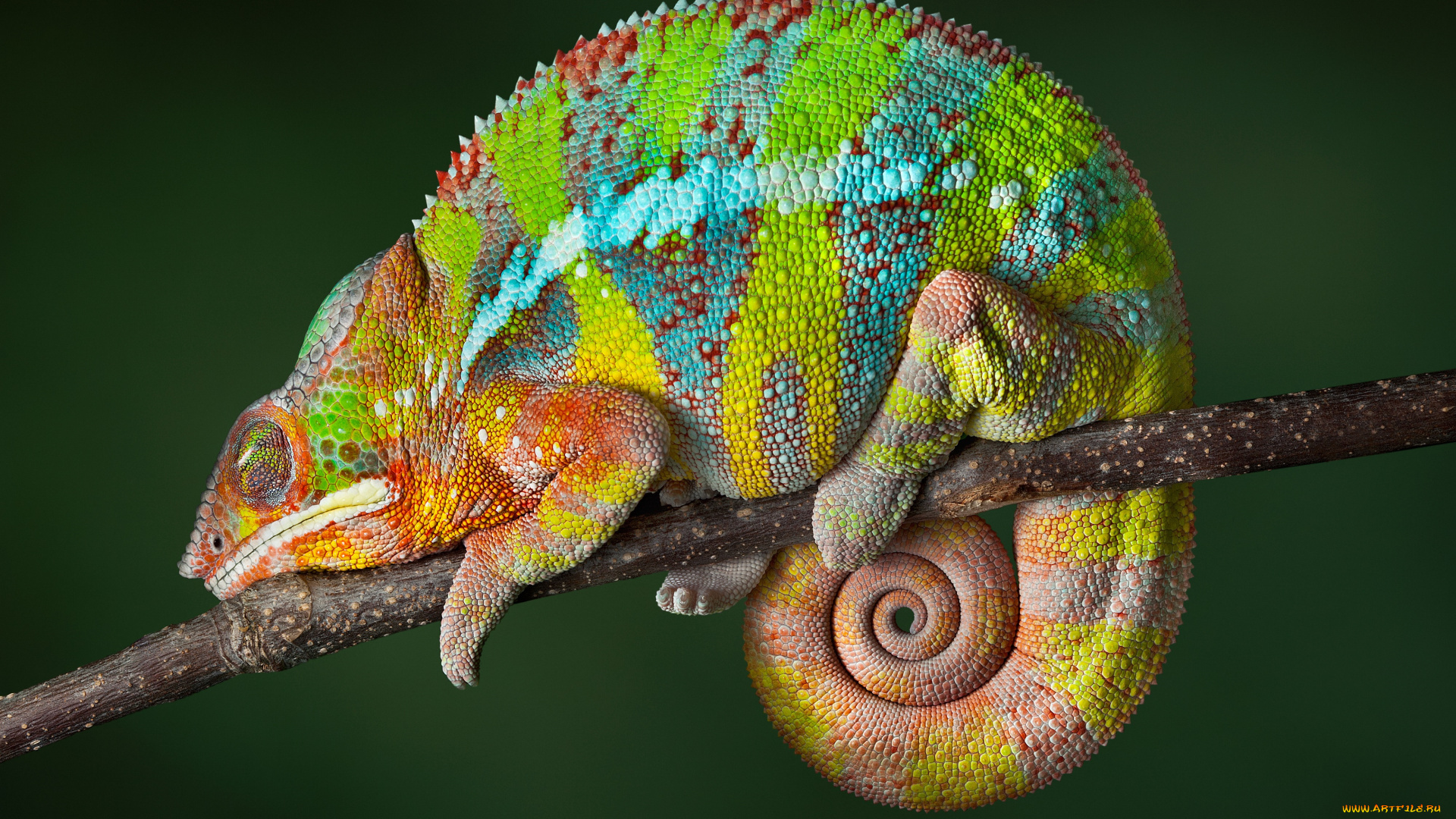 животные, хамелеоны, reptile, color, changing, chameleon