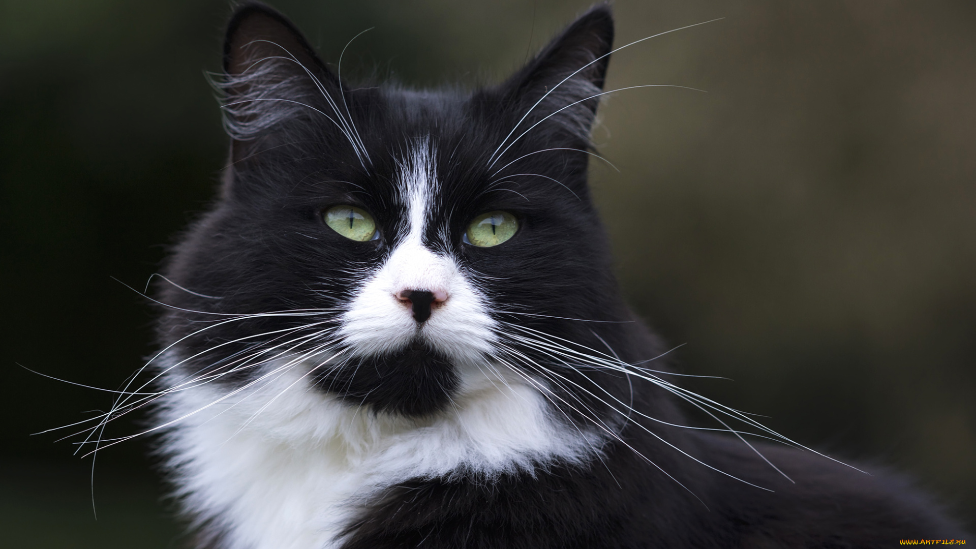 животные, коты, киса