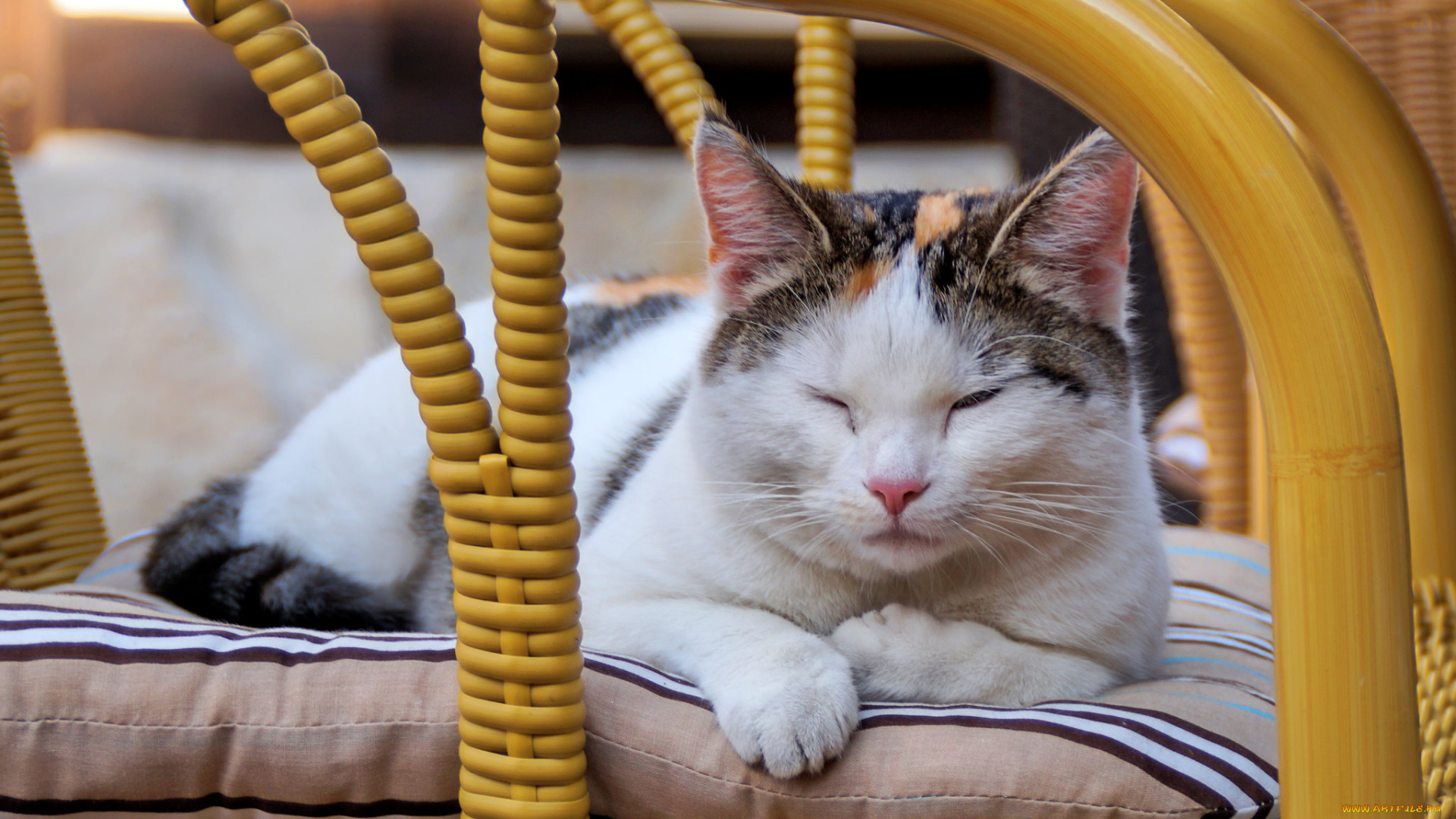 животные, коты, киса