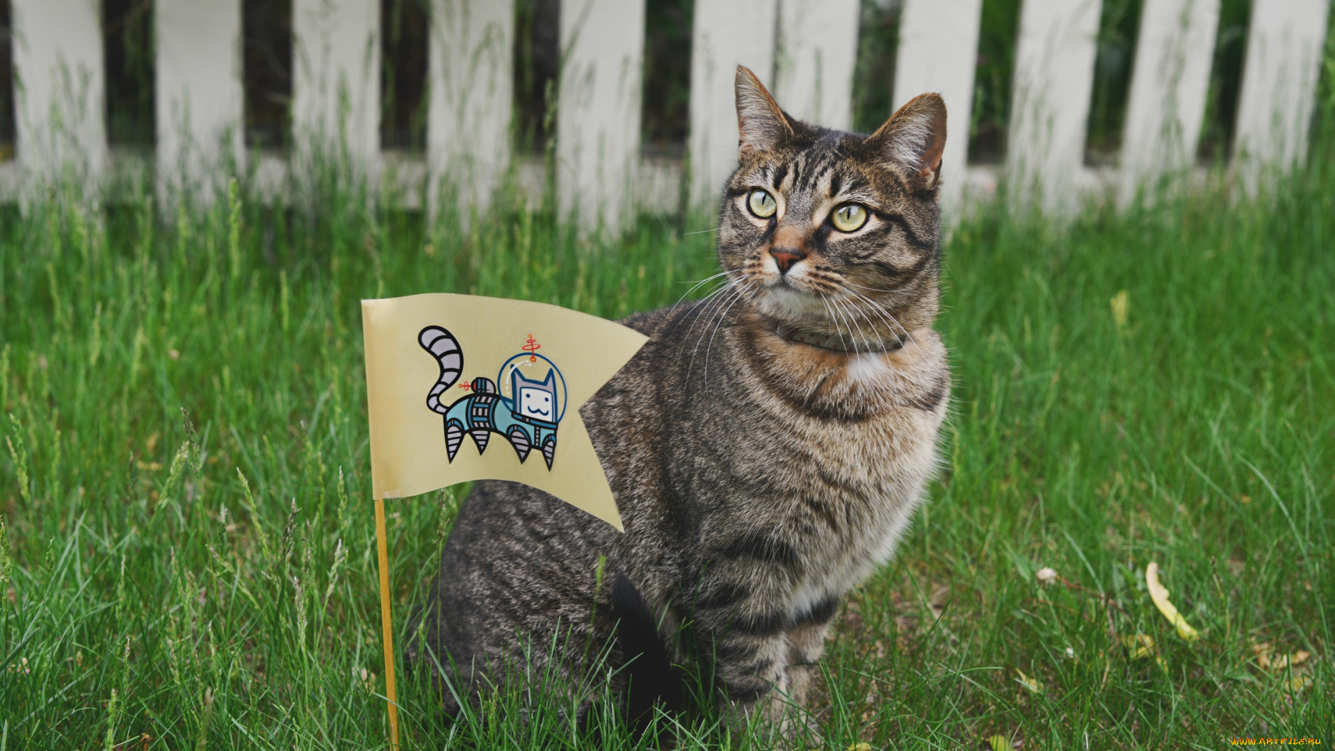 животные, коты, кошка, флаг, космонавт