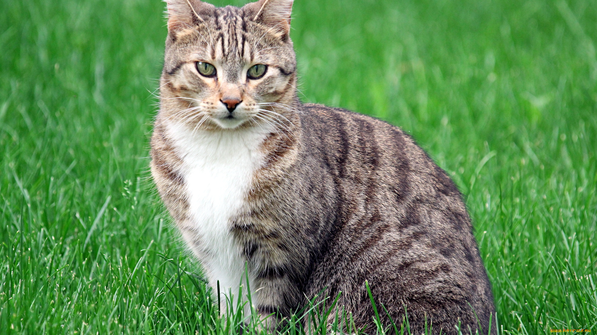 животные, коты, кот, кошка, взгляд