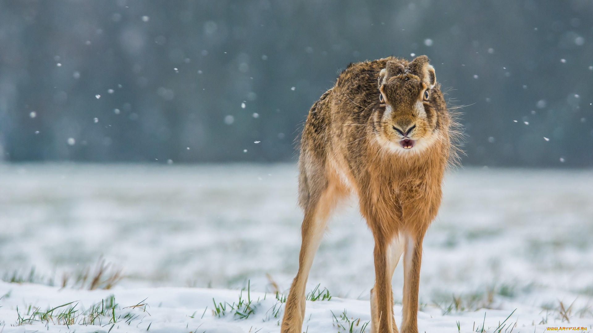 животные, кролики, , зайцы, снег