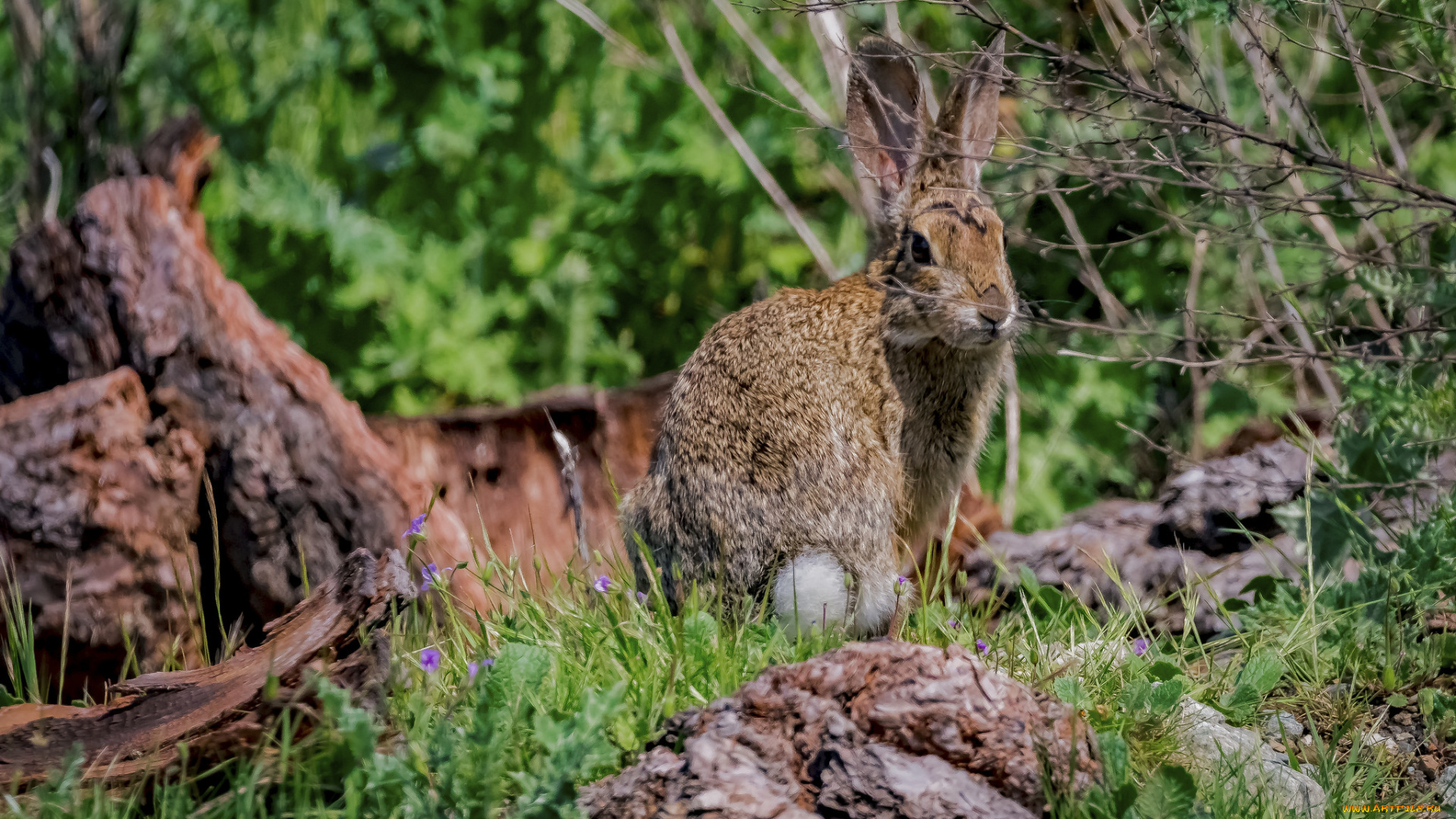 животные, кролики, , зайцы, ушастый