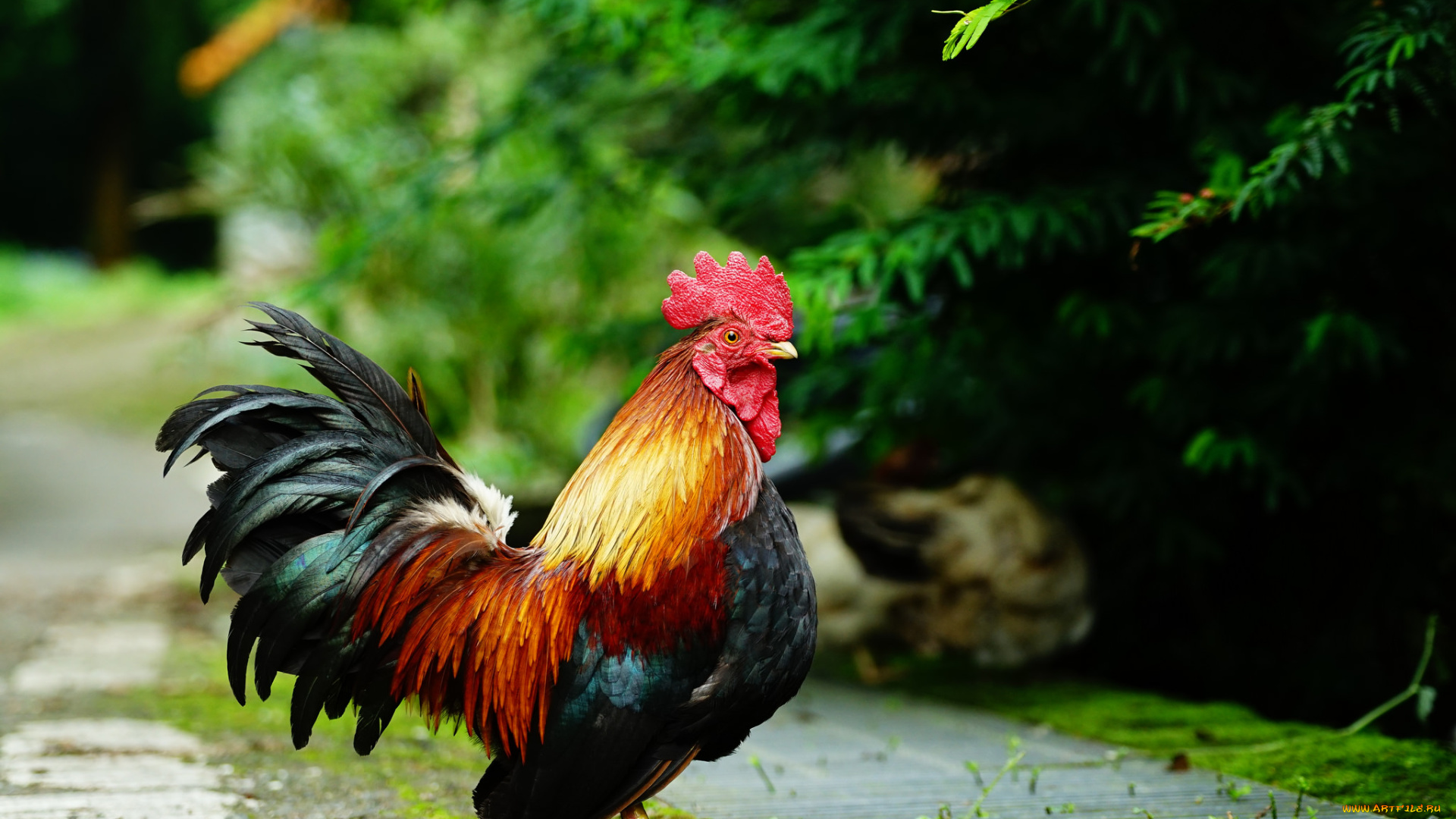 животные, куры, , петухи, перья, петушок, окрас, птица