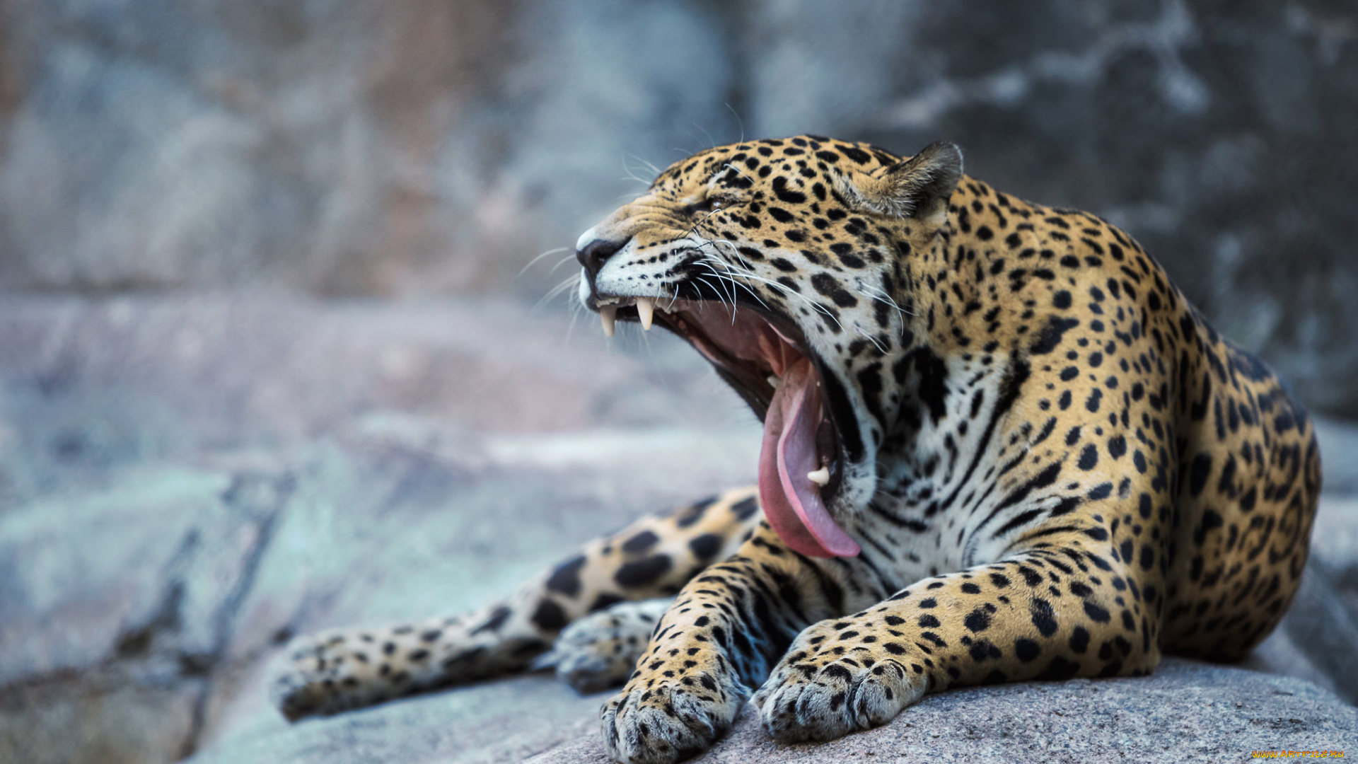 животные, леопарды, хищник