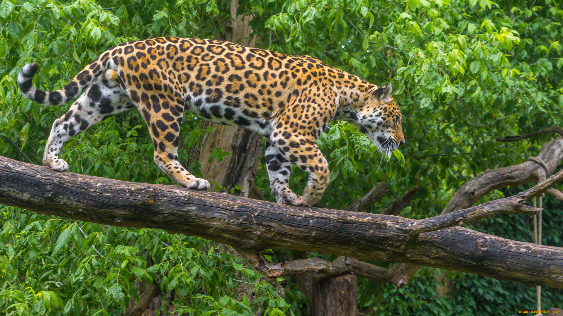 животные, леопарды, хищник