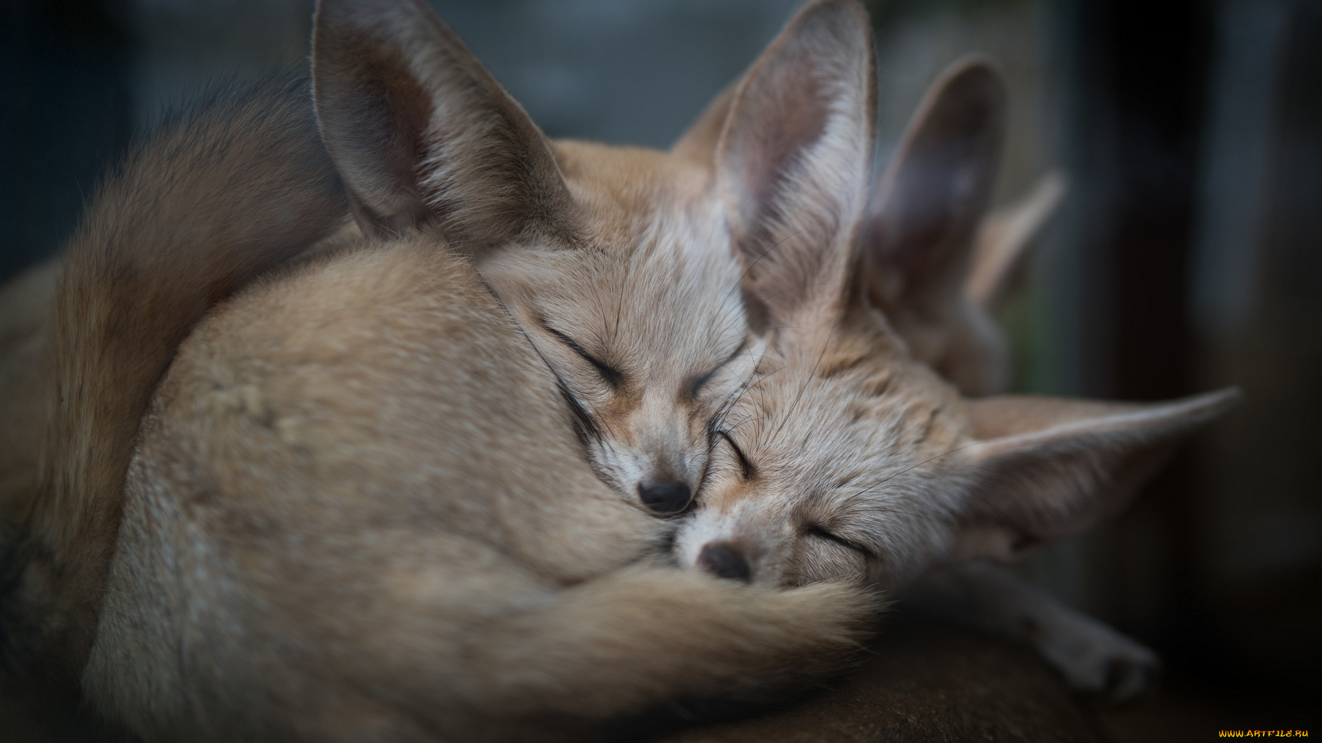 животные, лисы, двое