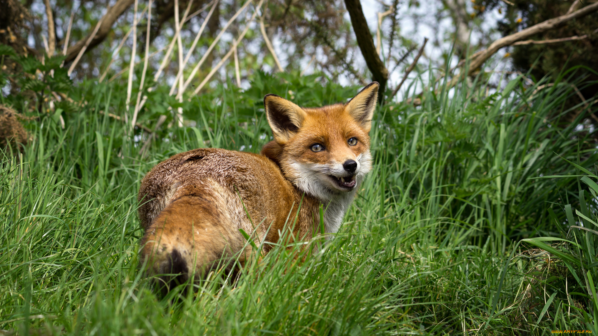 животные, лисы, лисичка
