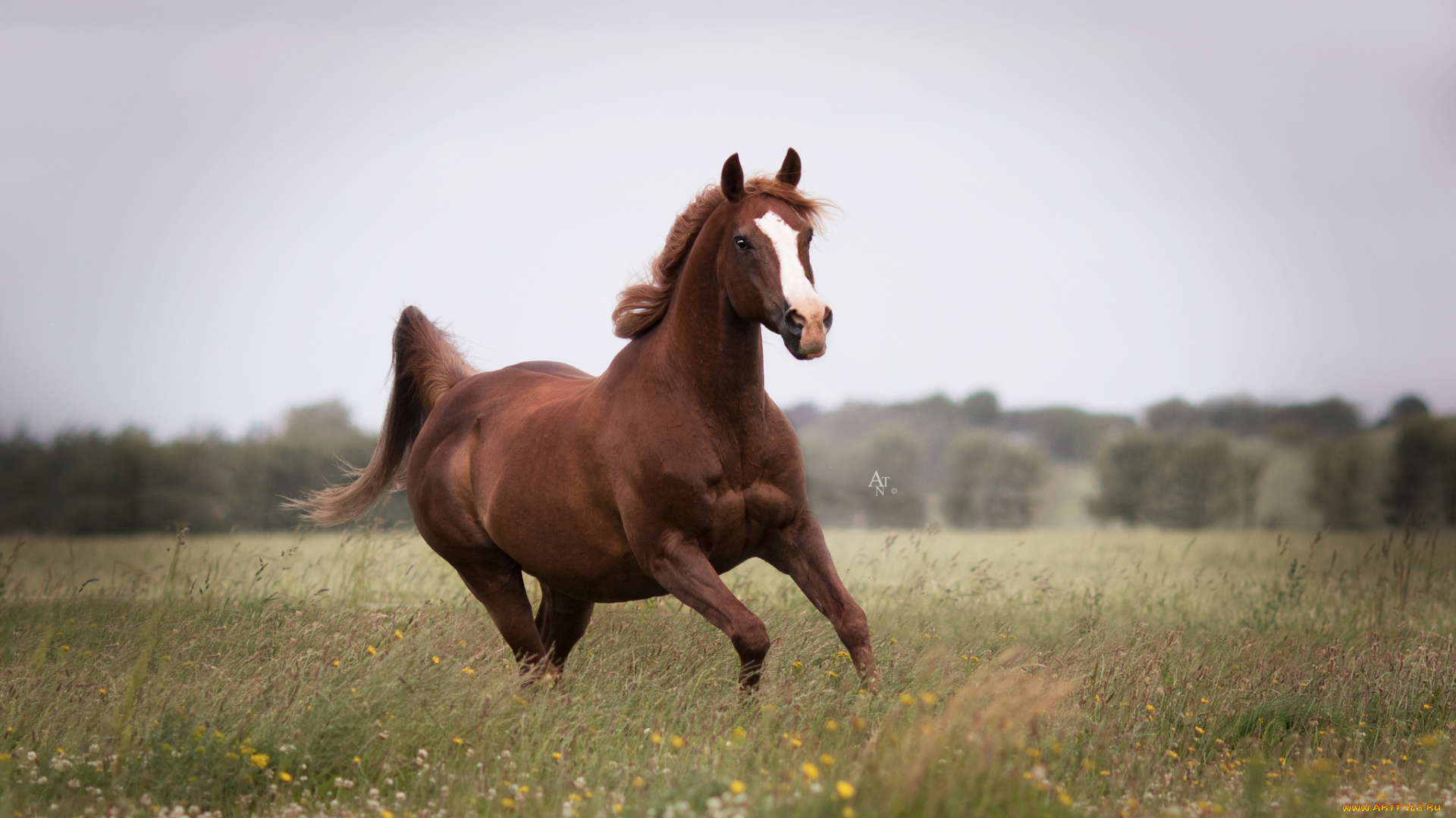 животные, лошади, handsome, animal, horse, красавцы, животное