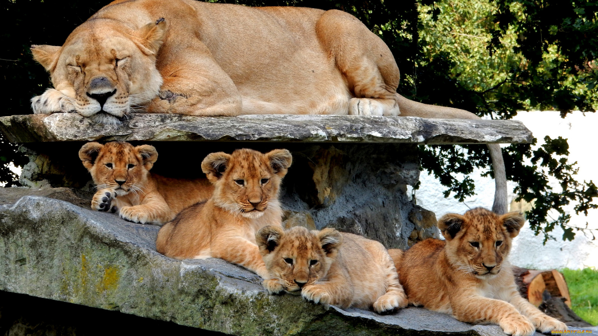 животные, львы, хищник