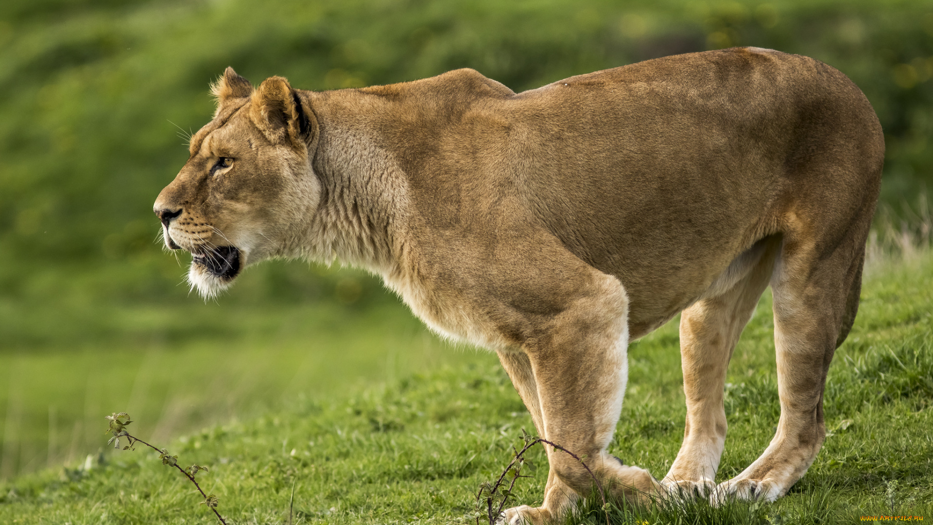 животные, львы, хищник
