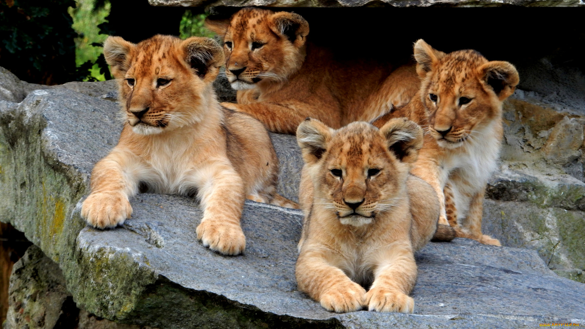 животные, львы, хищник