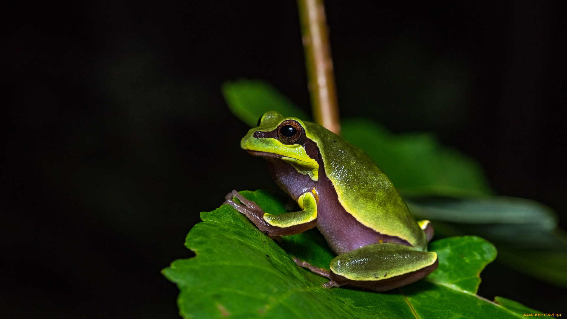 животные, лягушки, лист, вода, окрас, лягушка