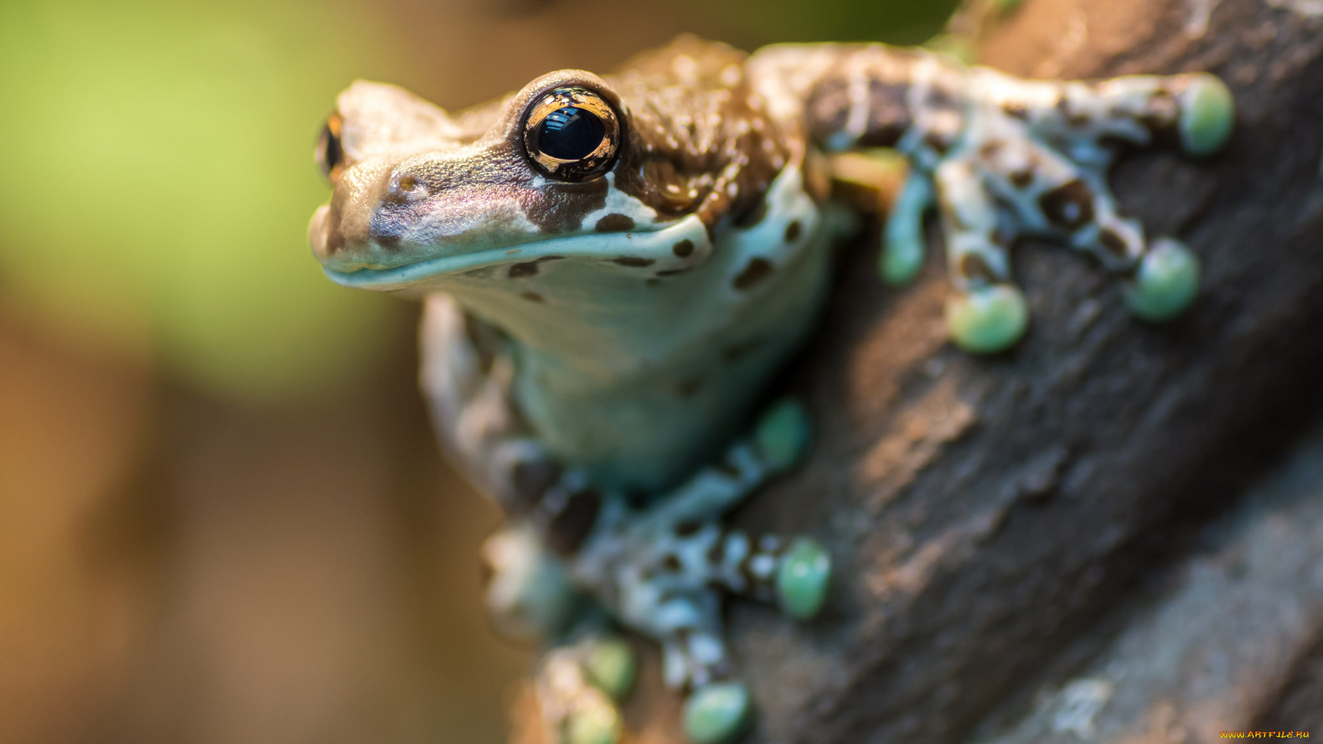 животные, лягушки, земноводное