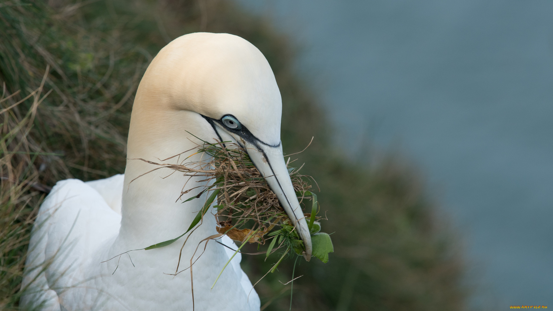 животные, олуши, птица, окрас, перья