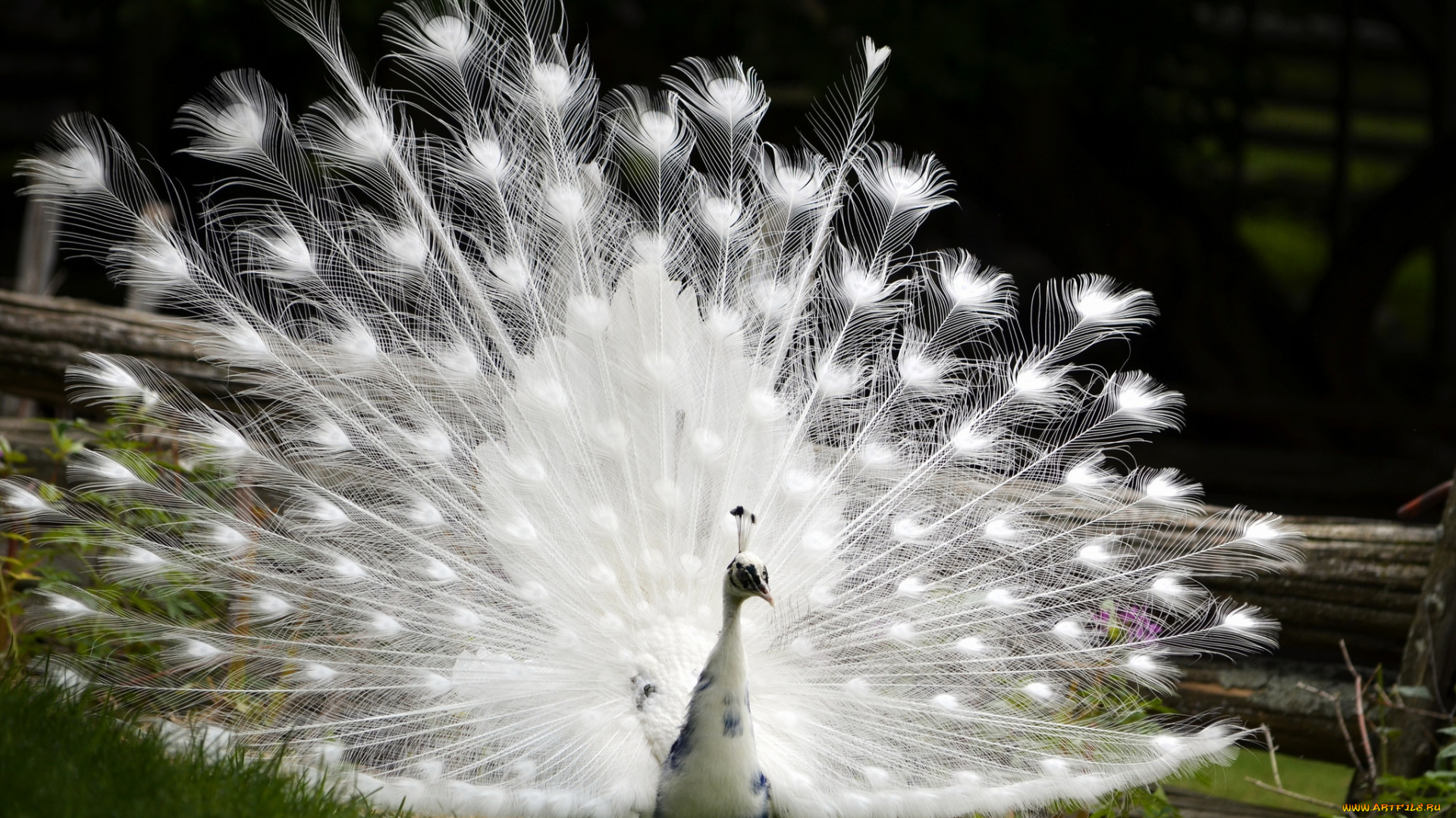 животные, павлины, павлин, хвост, перья, окрас, птица