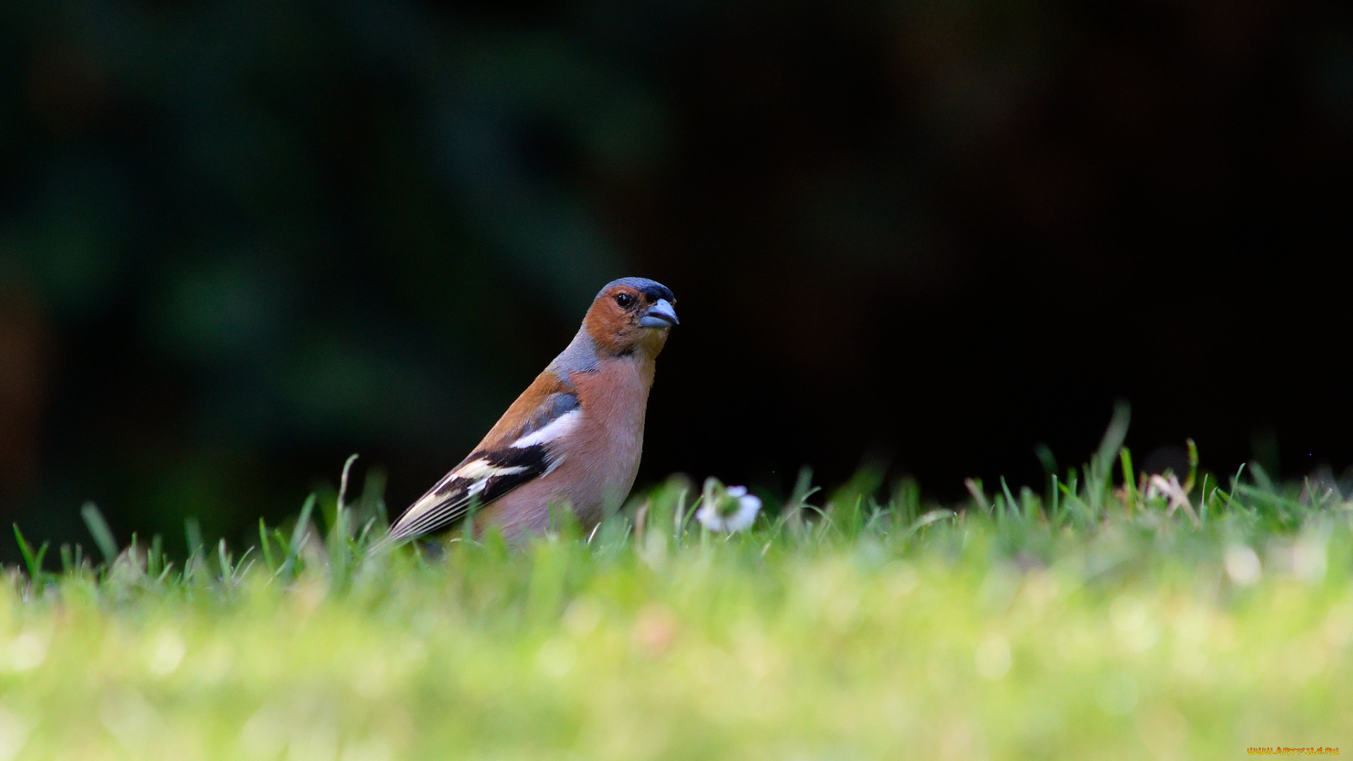 животные, птицы, клюв, окрас, лапки, перья, птица