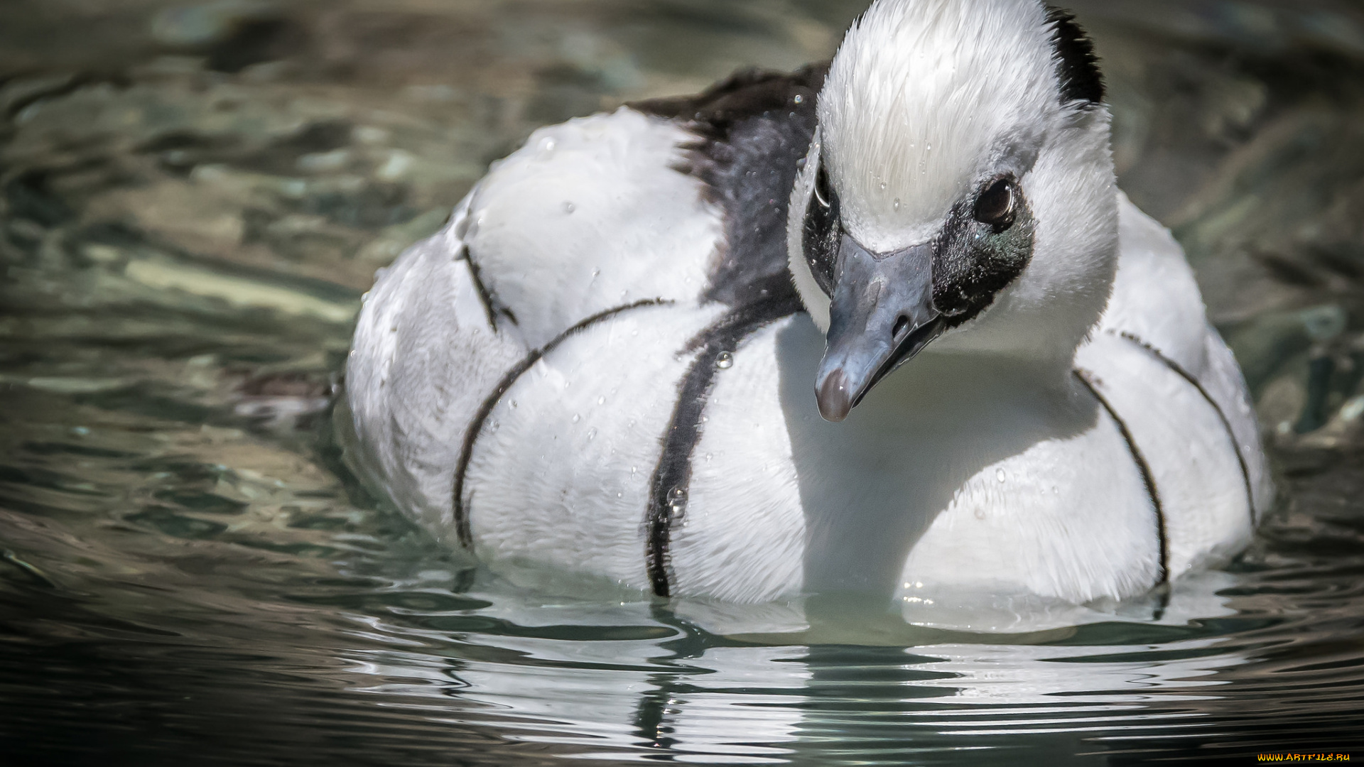животные, птицы, крылья, окрас, пара, птица