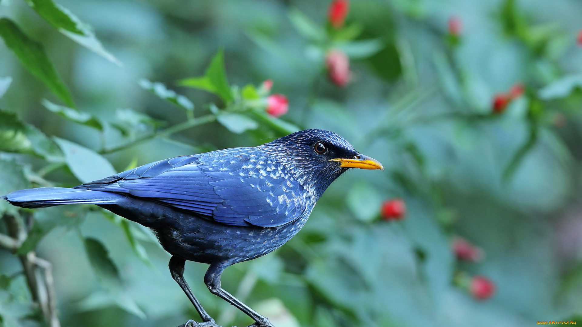 животные, птицы, лапки, птица, клюв, окрас, перья