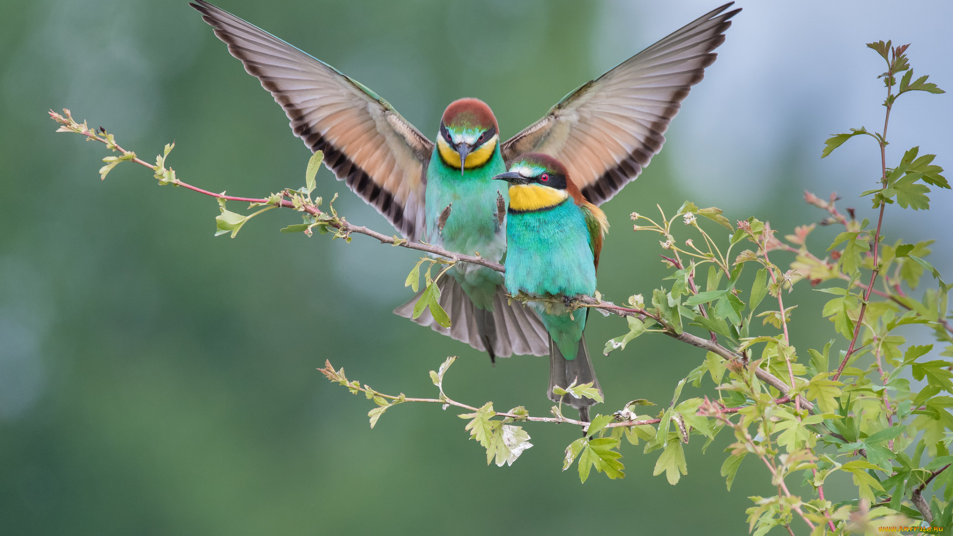 животные, птицы, окрас, пара, птица, крылья, ветка