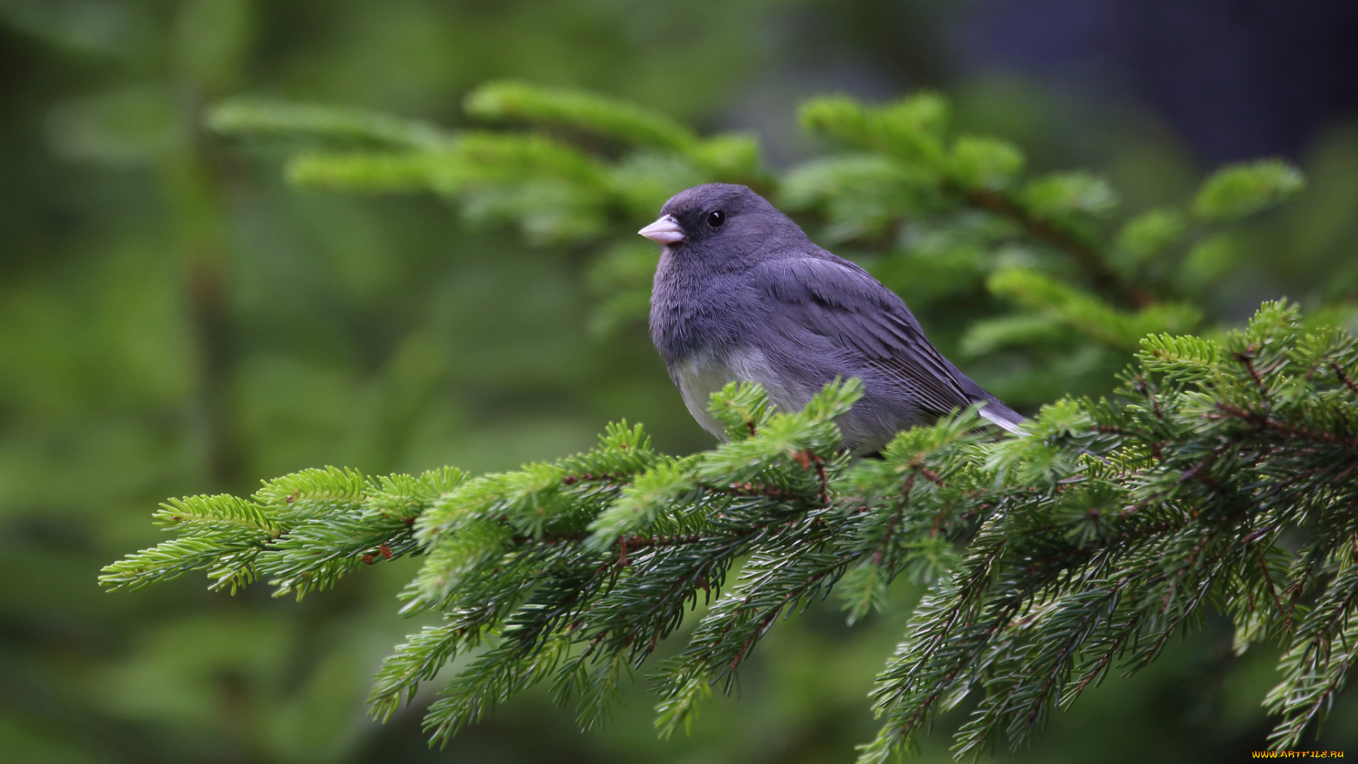 животные, птицы, окрас, перья, птица, лапки, клюв