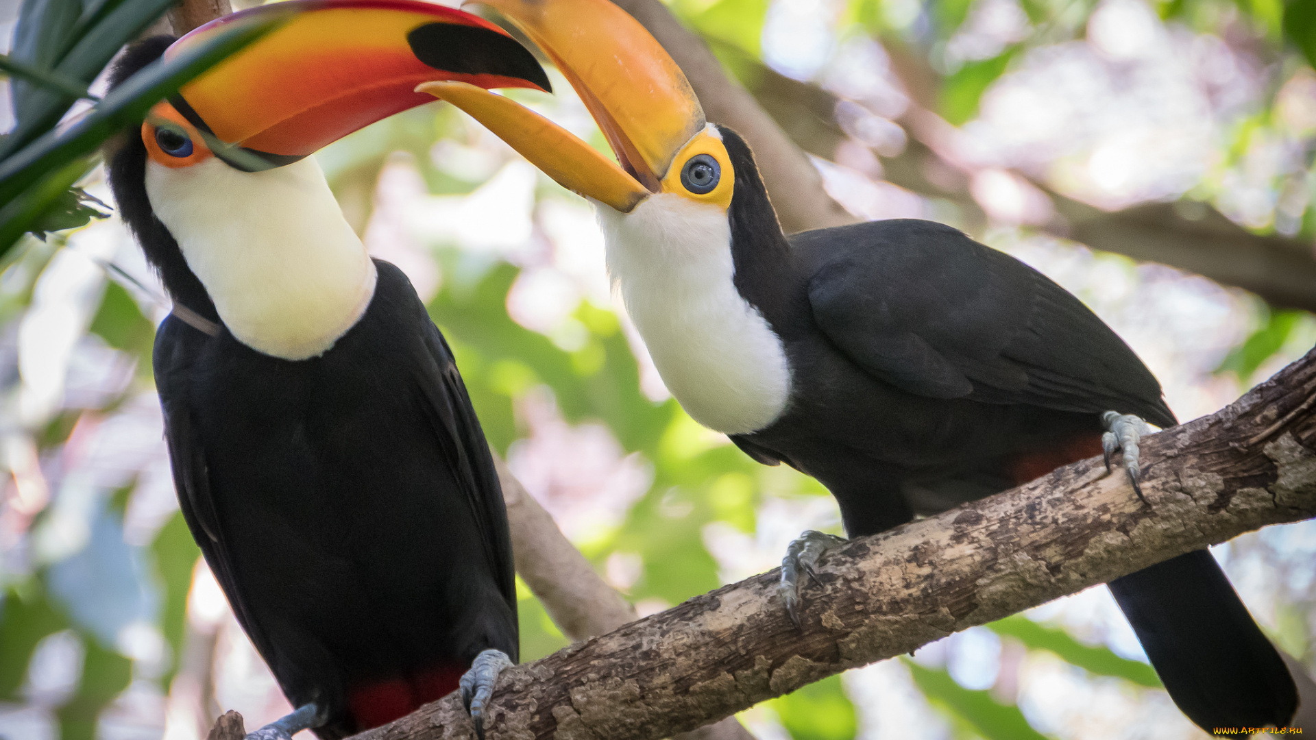 животные, птицы, окрас, ветка, крылья, пара, птица