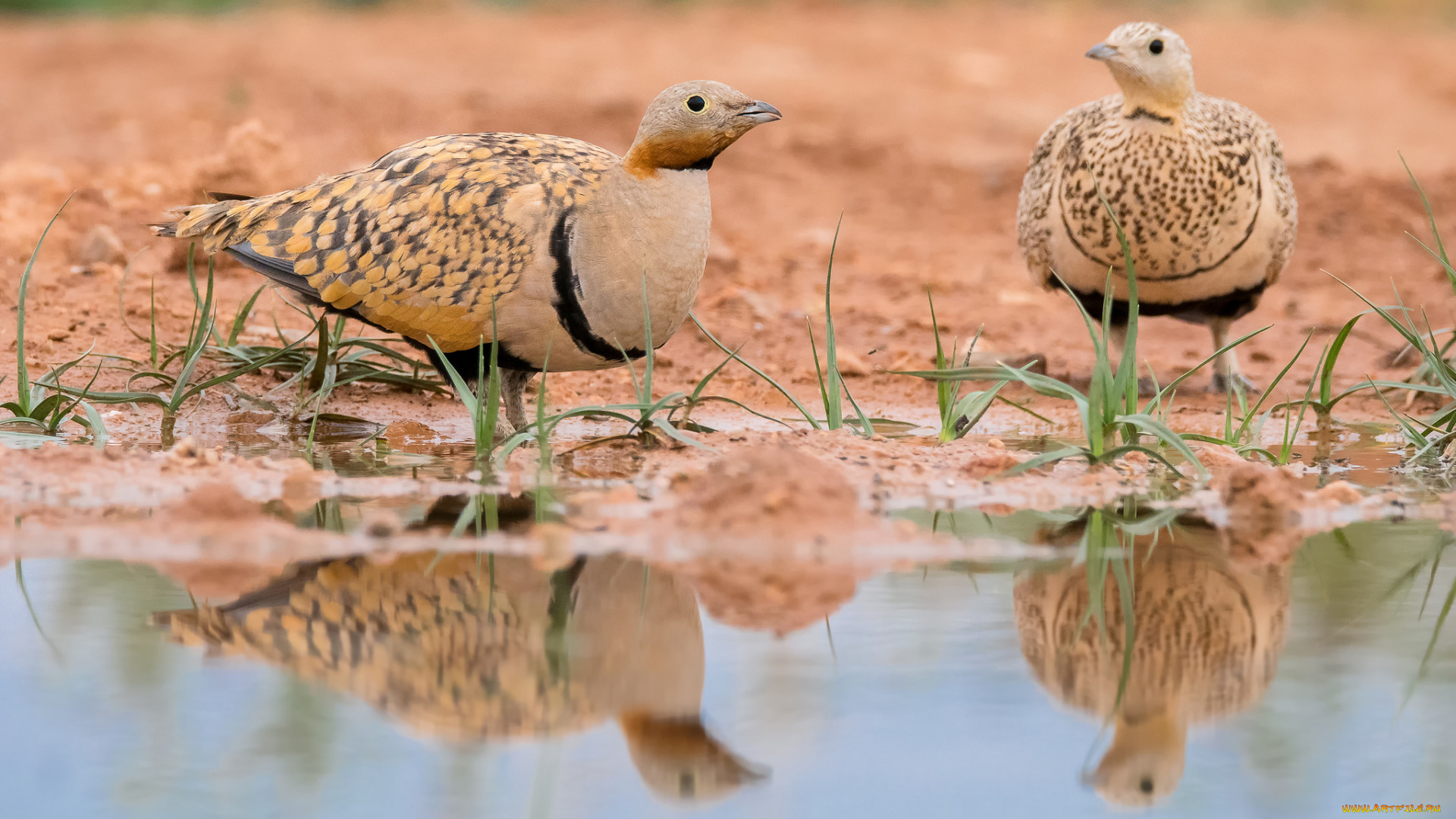 животные, птицы, перья, птица, вода, окрас