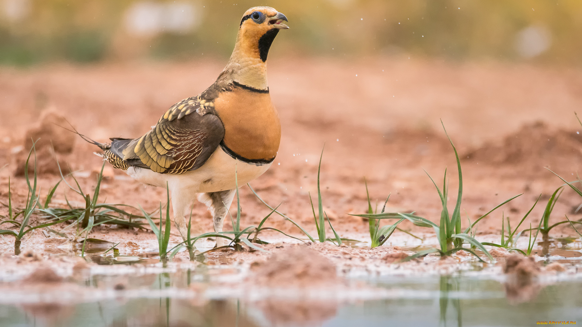животные, птицы, птица, лапки, клюв, окрас, перья