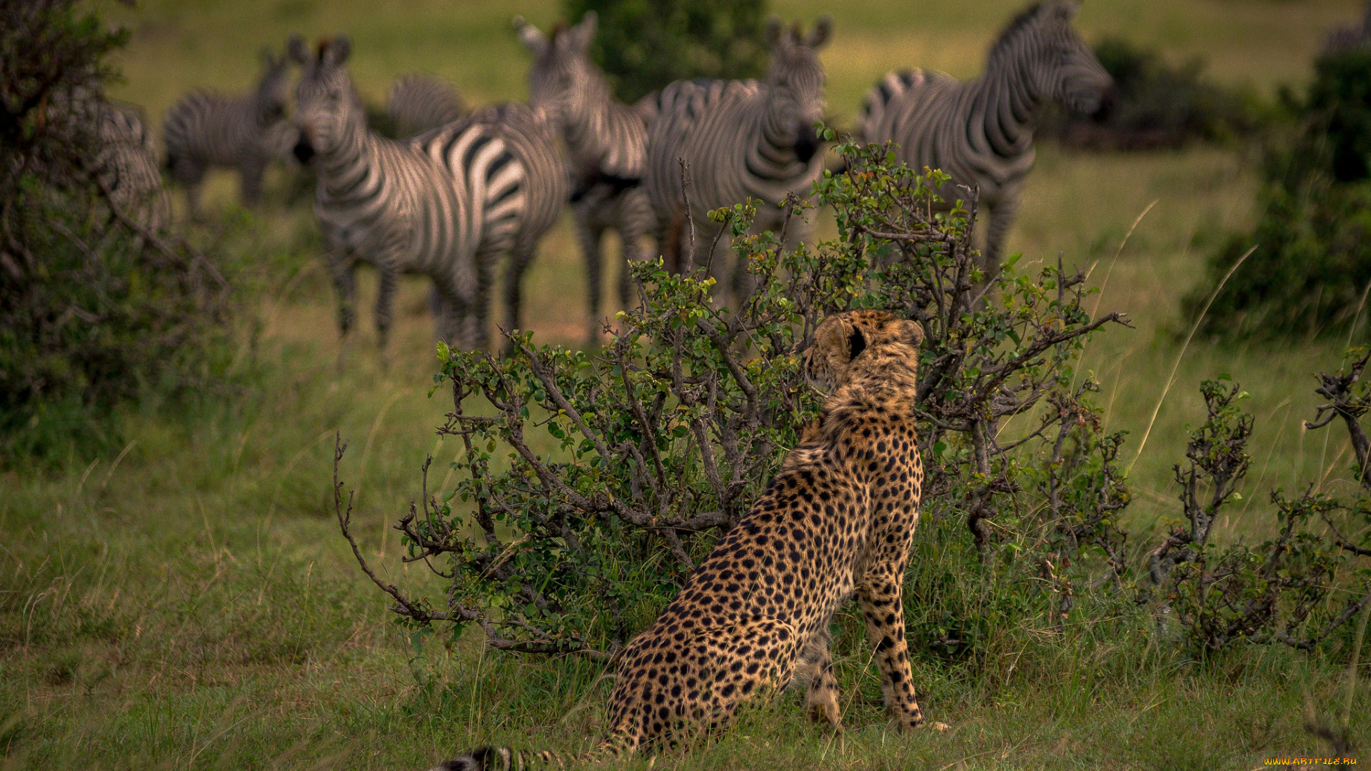 животные, разные, вместе, хищник