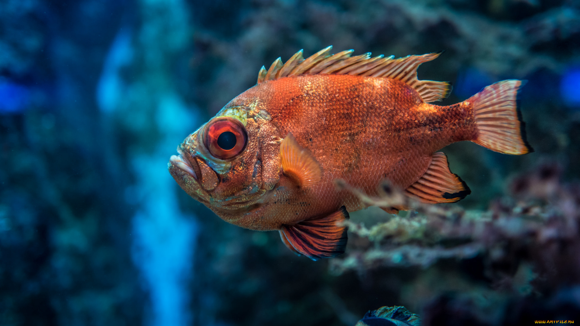 животные, рыбы, рыбка