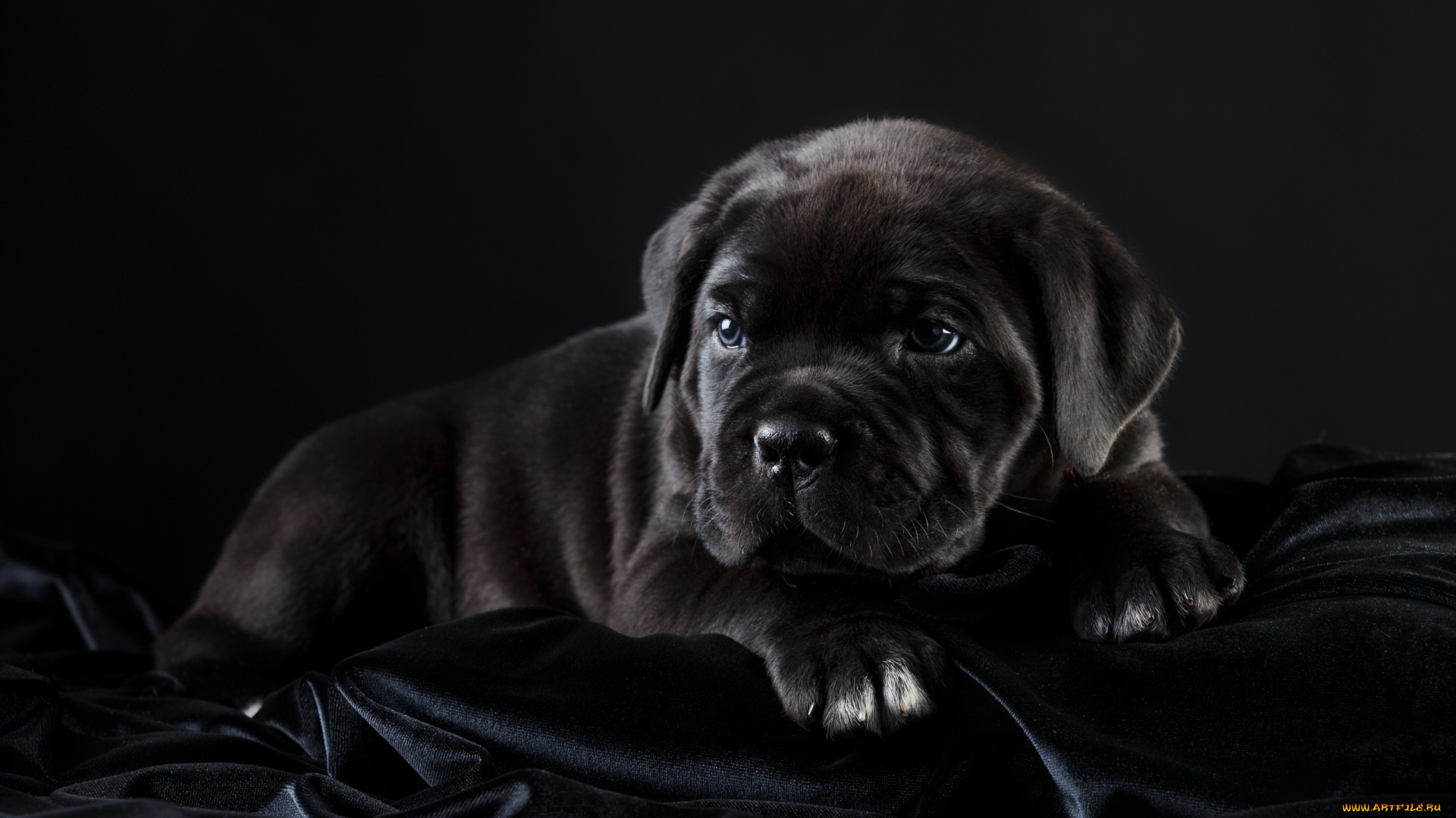 животные, собаки, черный, фон