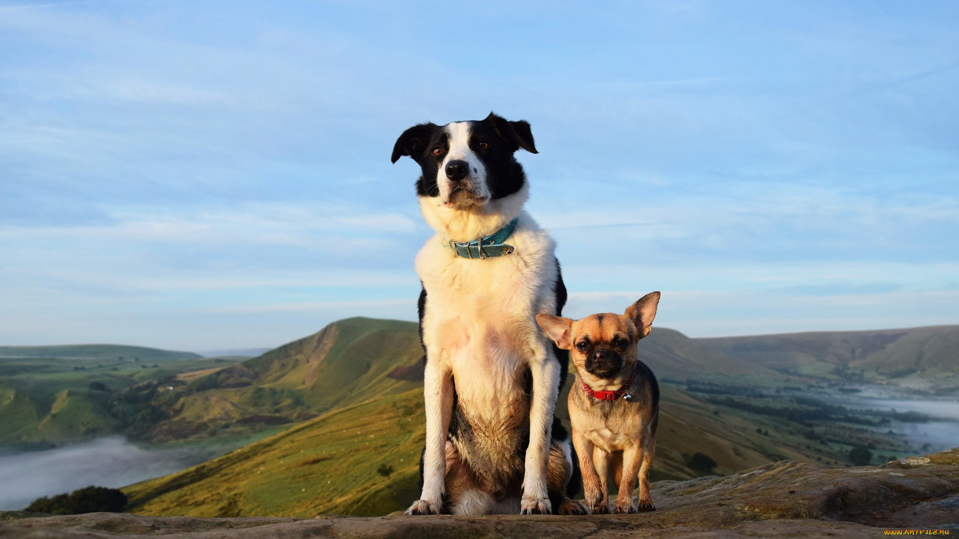 животные, собаки, двое, пейзаж, холмы