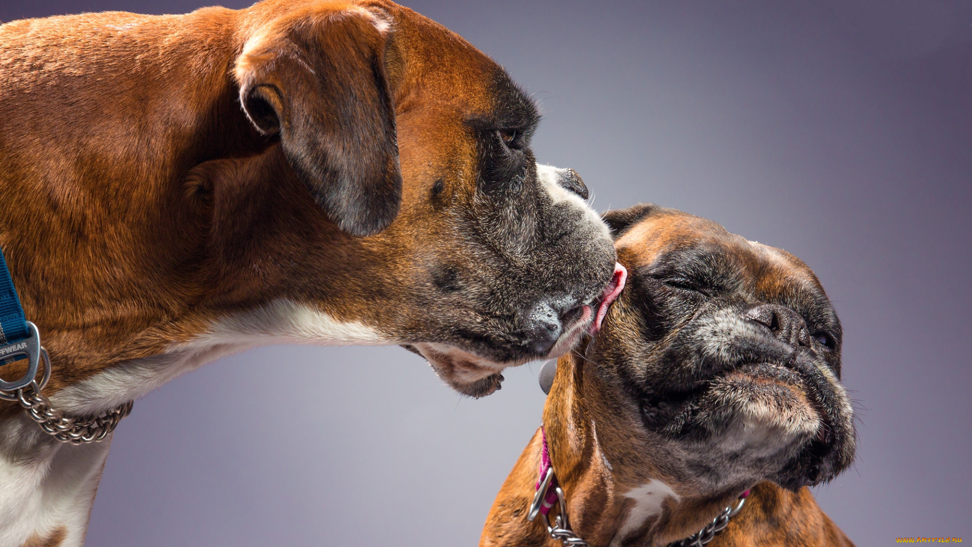 животные, собаки, песик