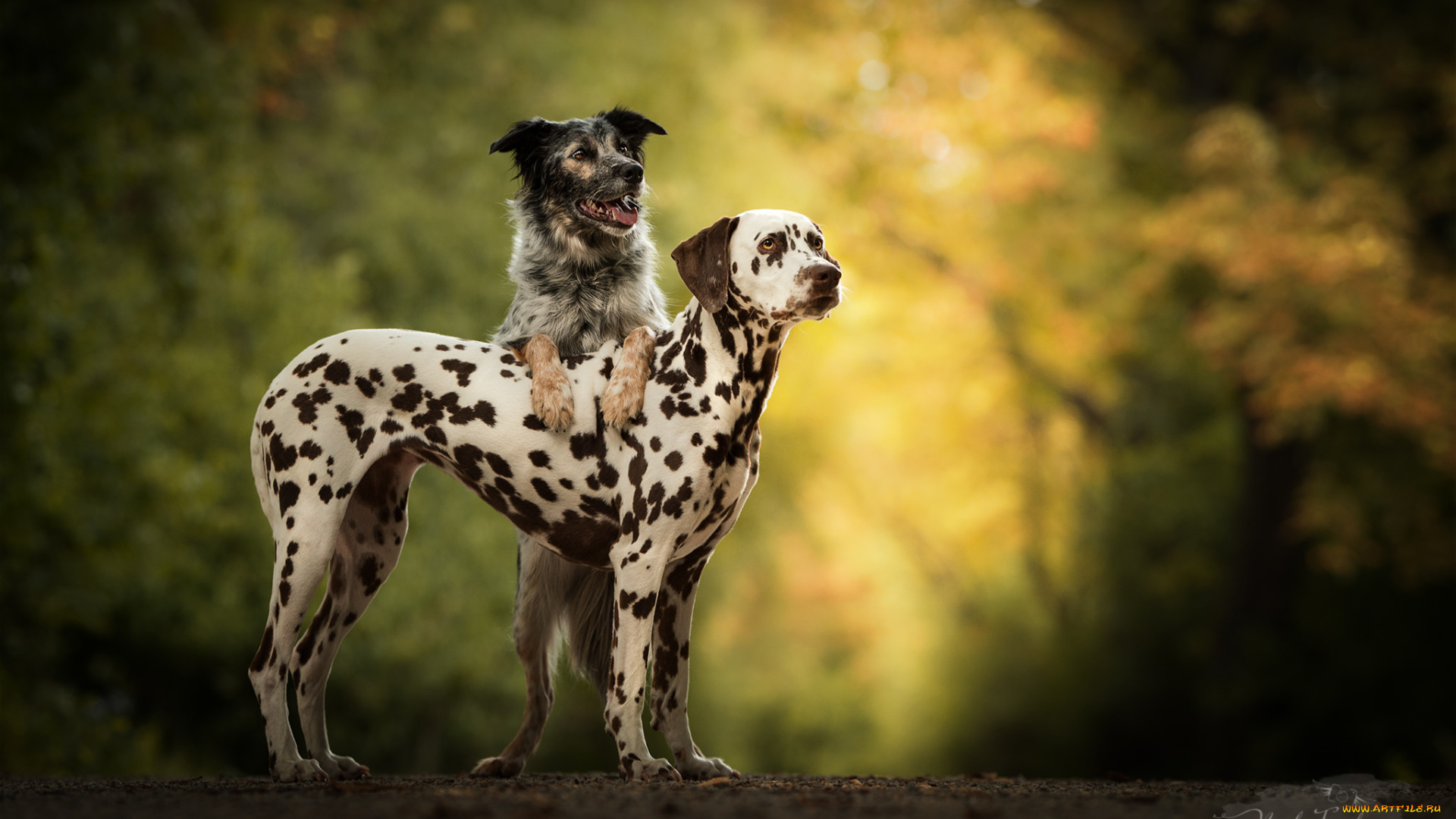 животные, собаки, собака, прогулка, трава, природа