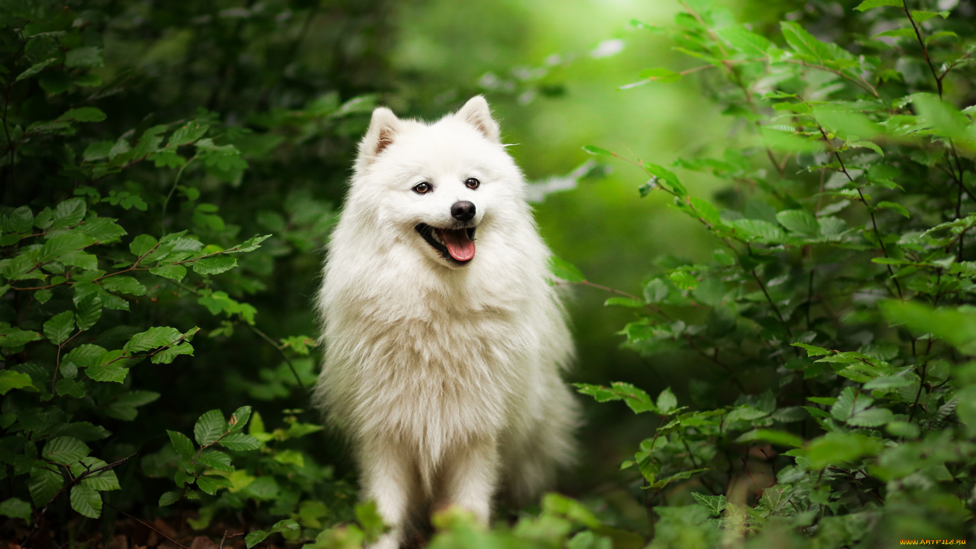 животные, собаки, собака, прогулка, трава, природа