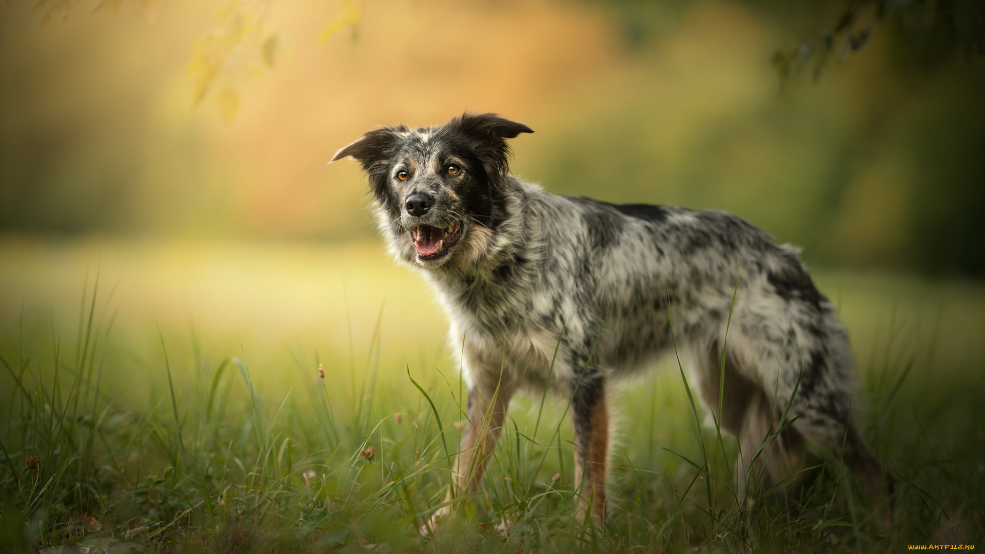 животные, собаки, собака, прогулка, трава, природа
