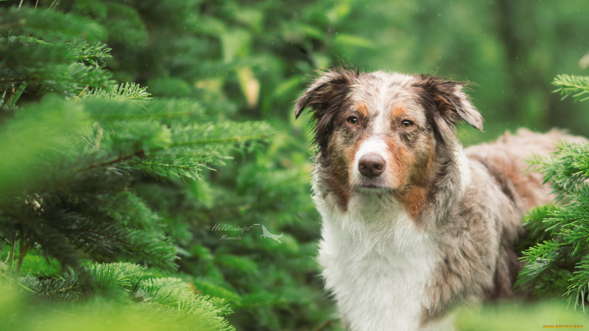 животные, собаки, собака, пёс, морда, взгляд