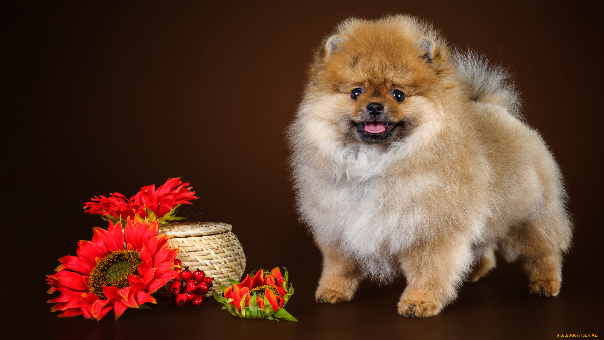 животные, собаки, животное, порода, шерсть, окрас, собака