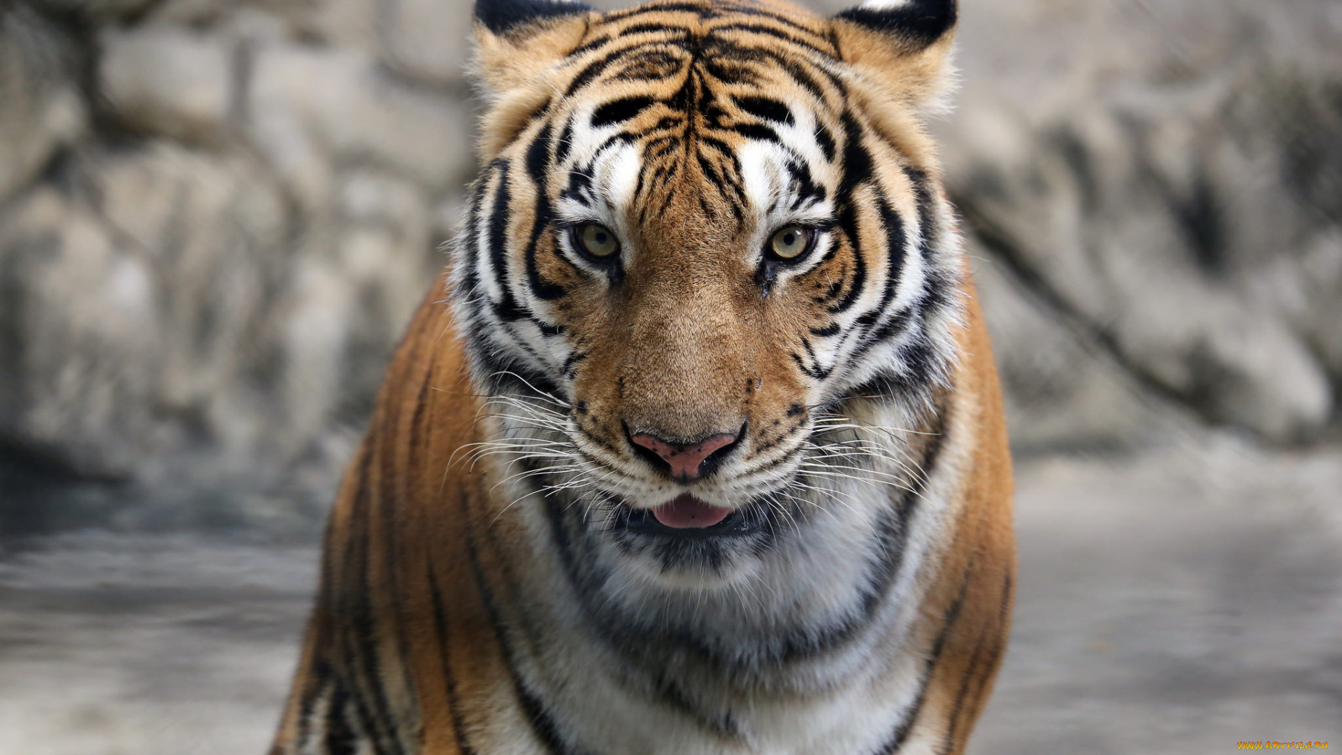 животные, тигры, бревно, отдых, кошка, амурский, тигр