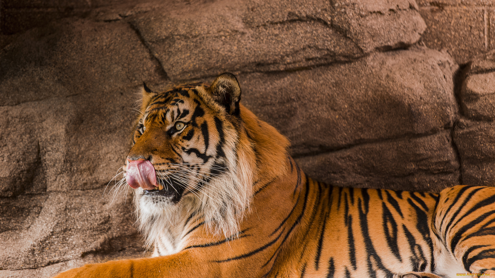 животные, тигры, хищник