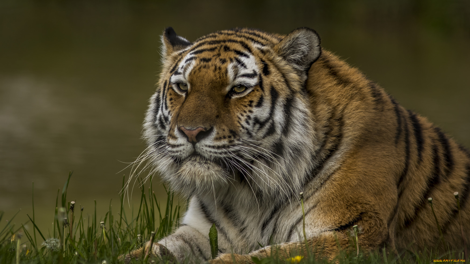 животные, тигры, хищник