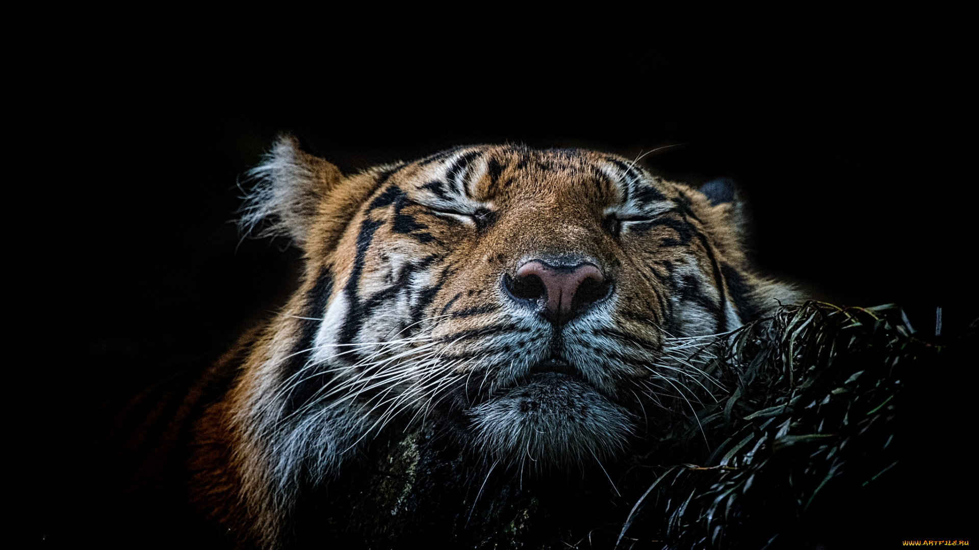 животные, тигры, хищник