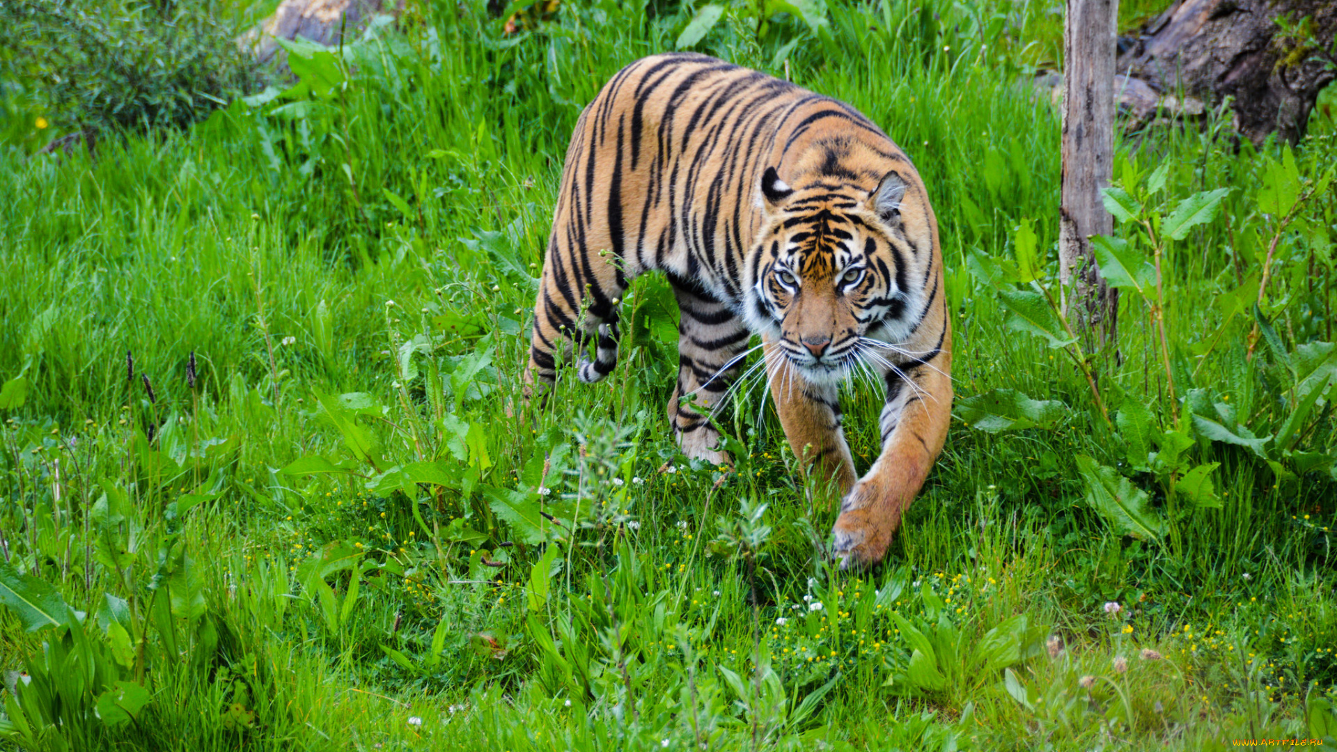 животные, тигры, хищник