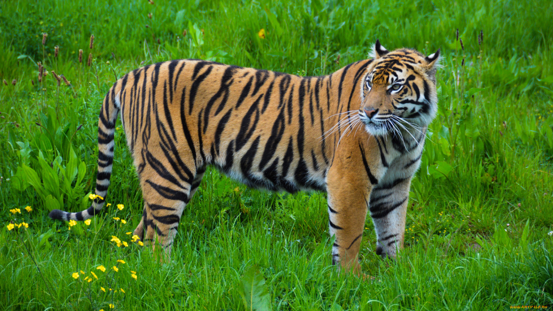 животные, тигры, хищник