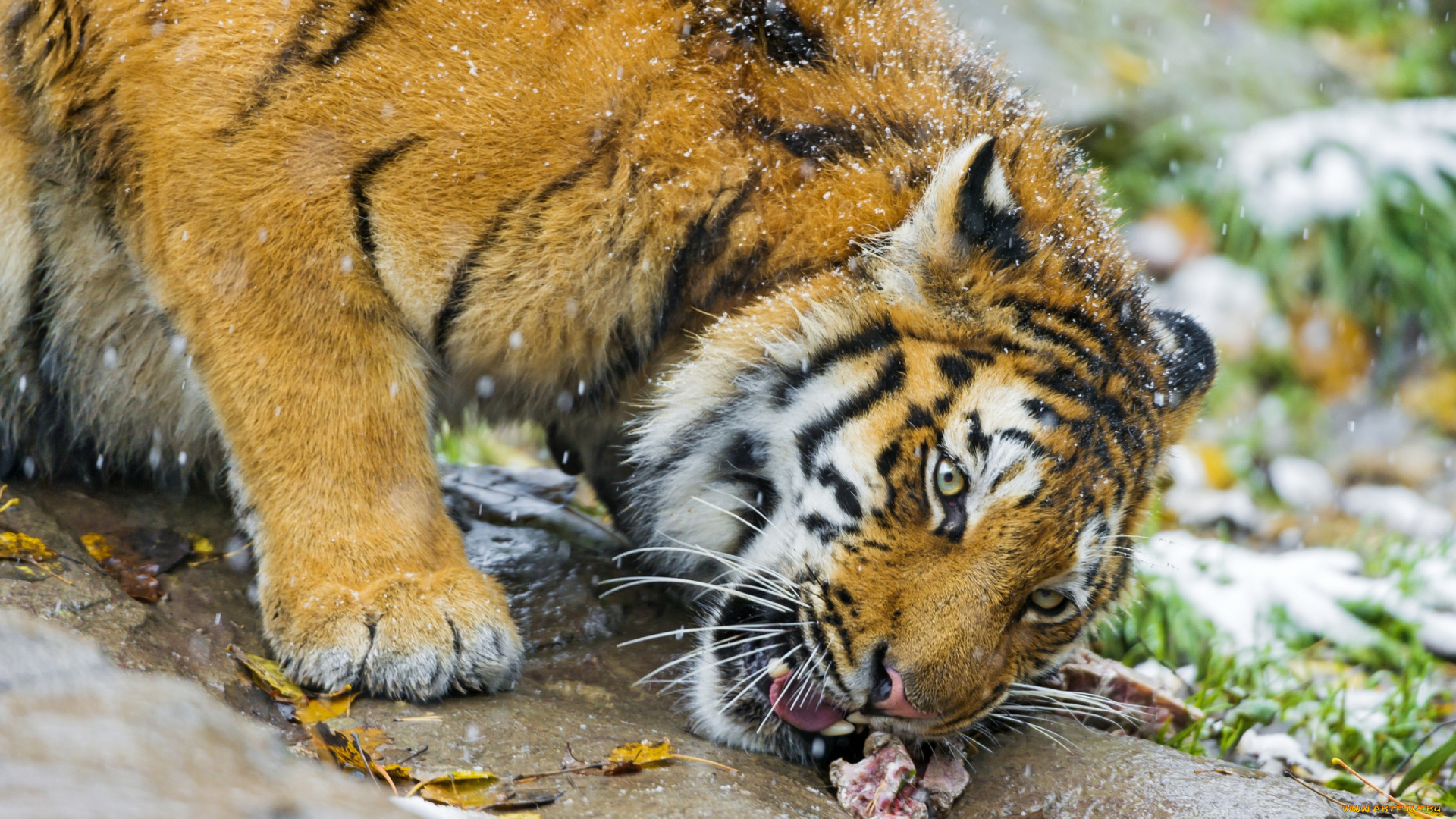 животные, тигры, мясо, тигр, еда, трава, снег